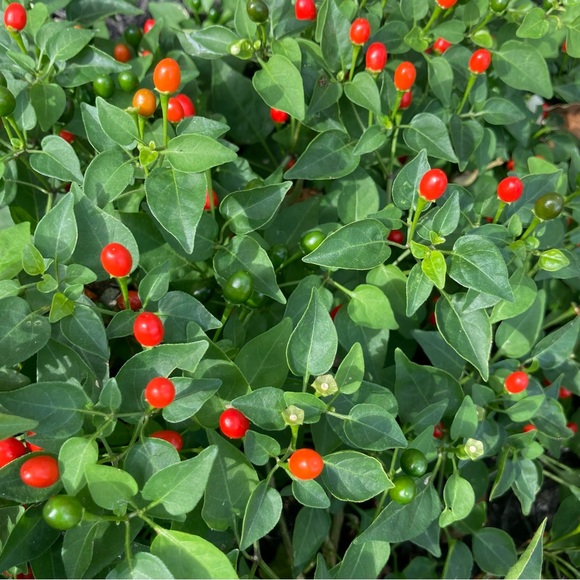 gulfpearl Other - 50 Seeds Chiltepin Birds Eye Bird Pepper Wild Chili Heirloom Pepper Seeds